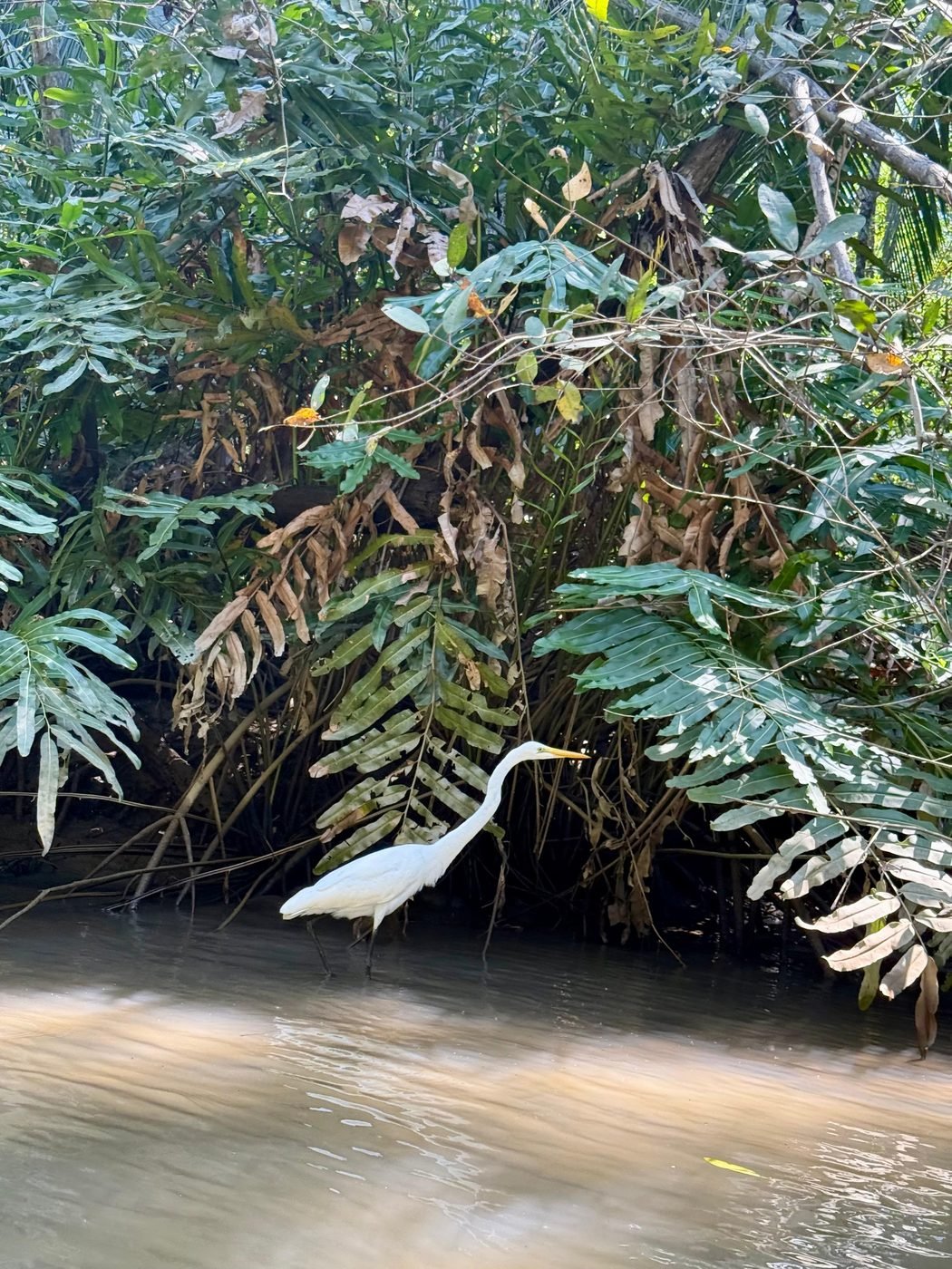 Mangrove roots and a great egret on the bank