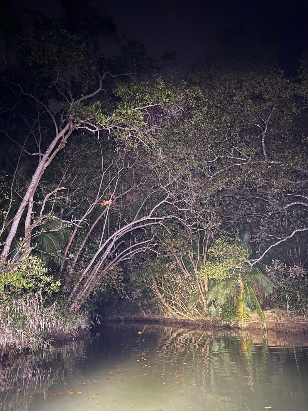 The mangrove reflected in dead-still water at dusk