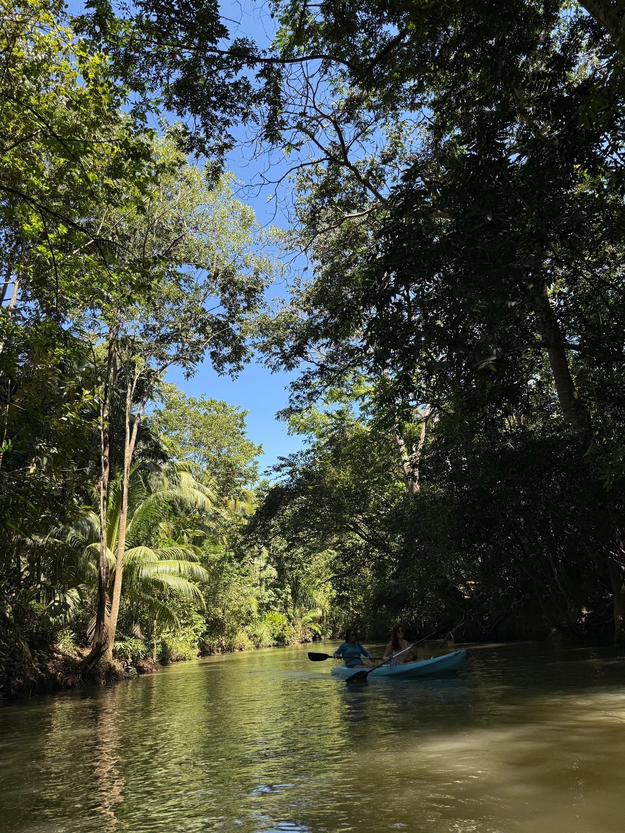 A narrow palm-lined channel in the Damas Island estuary