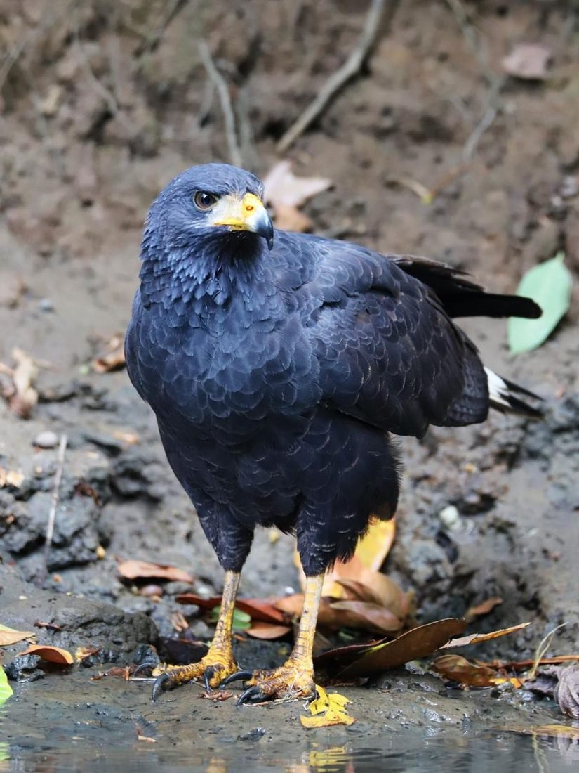 Common black hawk perched over the channel