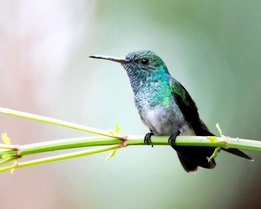 A hummingbird perched on a green stem