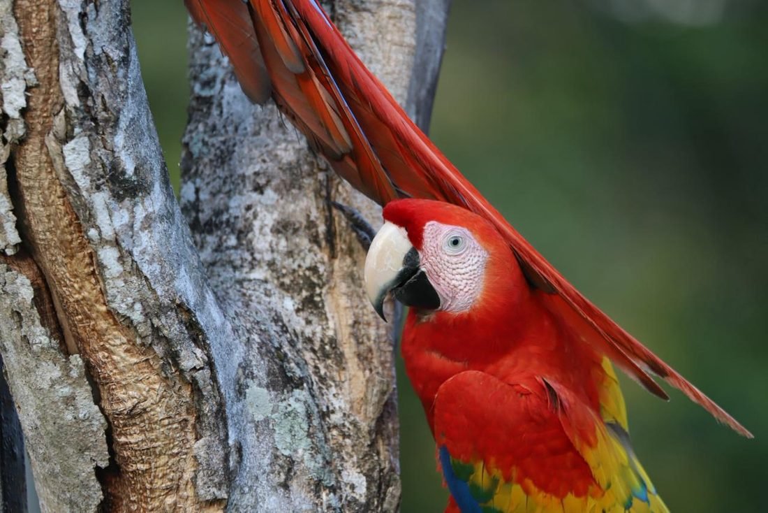 Scarlet macaw on a branch